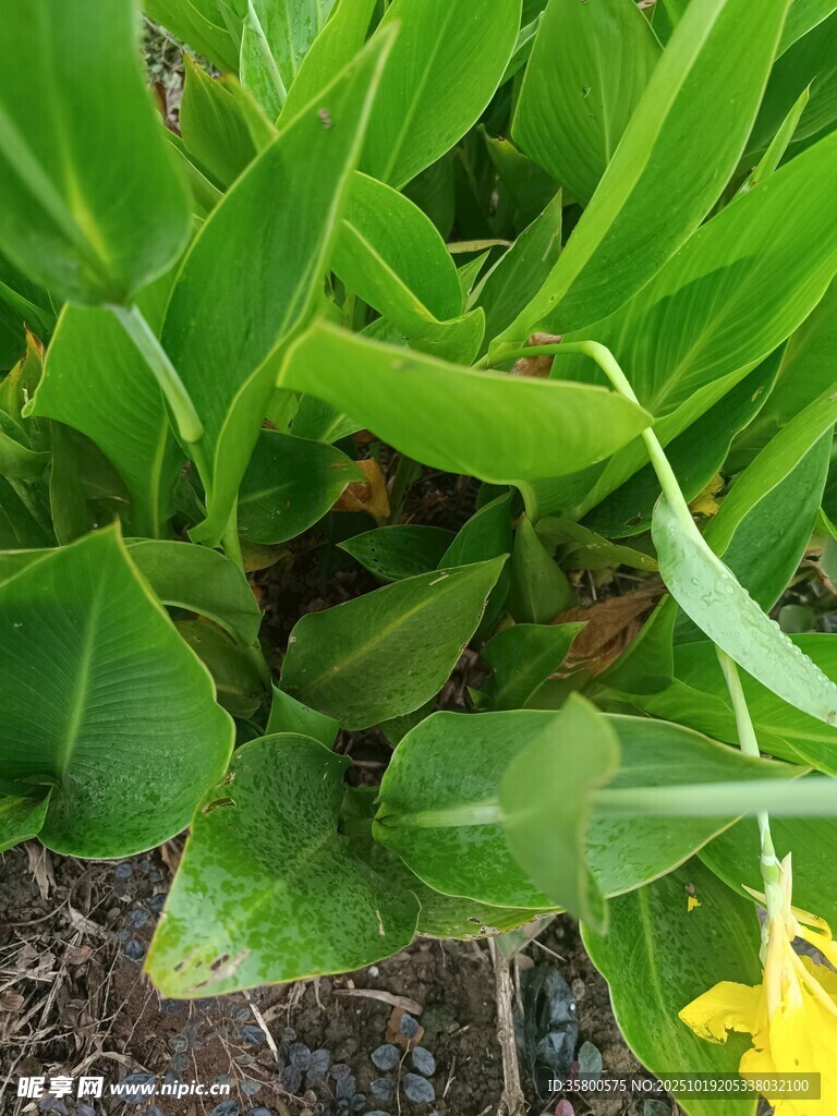 翠绿植物与黄色小花