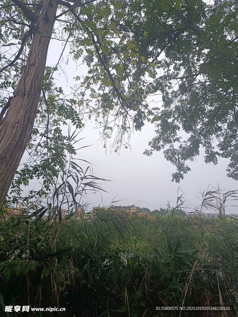 林间绿意 