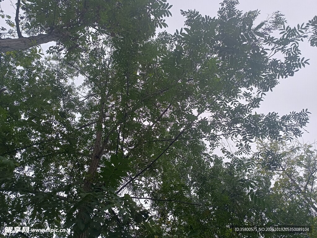 仰视繁茂绿树景观