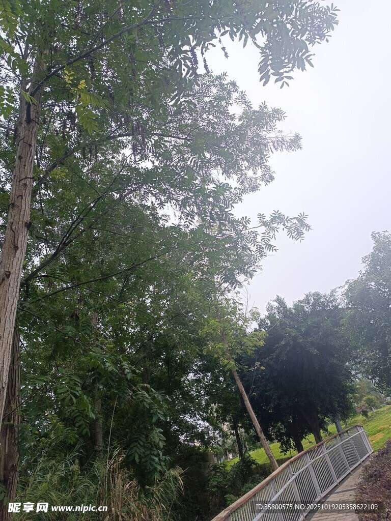 林间蜿蜒步道 