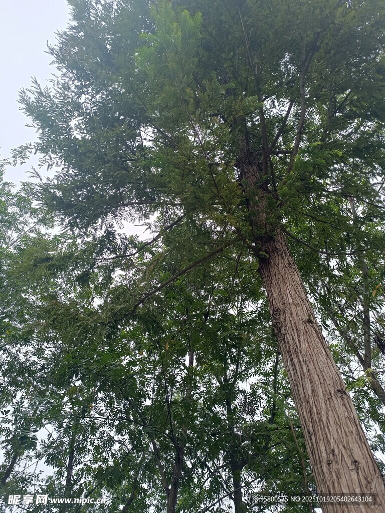 仰望高耸入云的参天大树