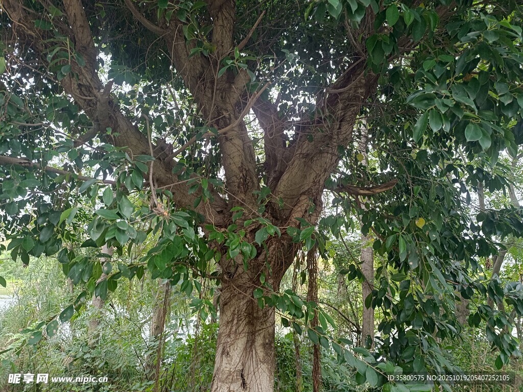繁茂大树 