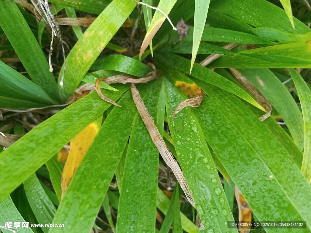翠绿叶片上的晶莹水珠
