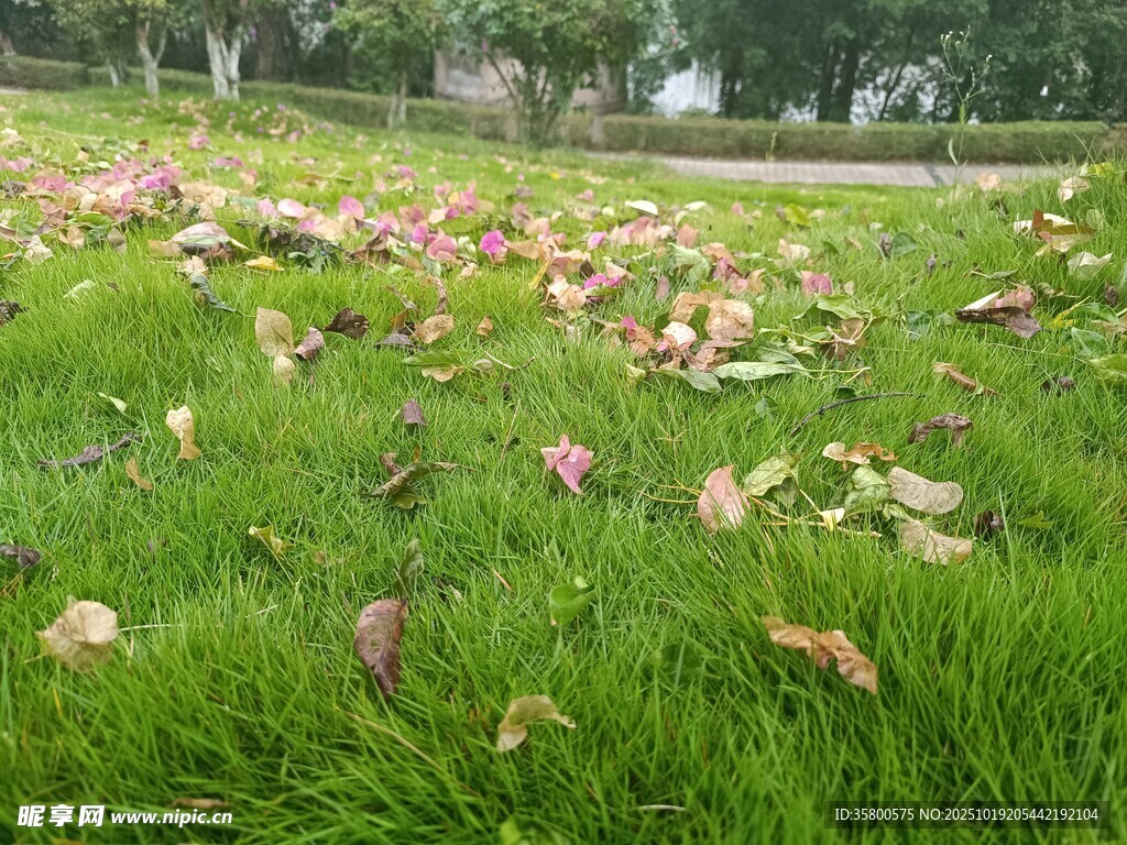 草地上的缤纷落叶