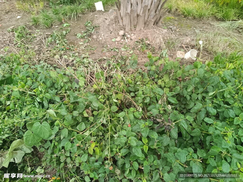 树下繁茂绿植