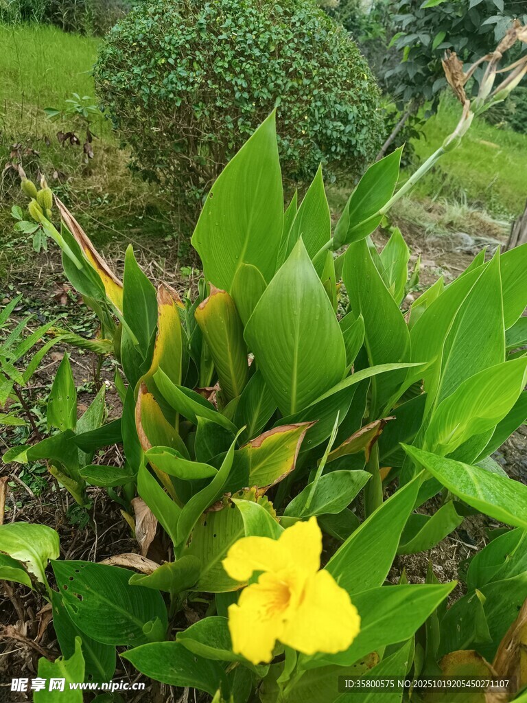 绿叶丛中一朵黄艳小花