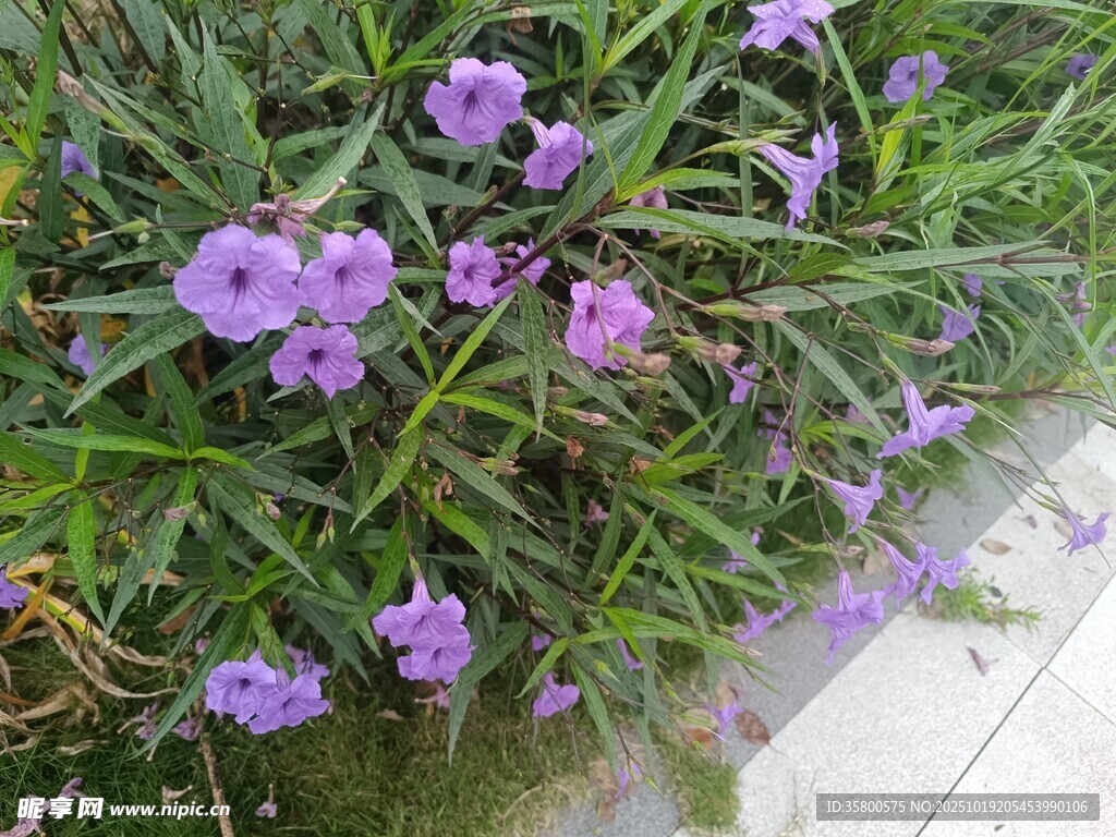 紫色小花绽放于绿叶间