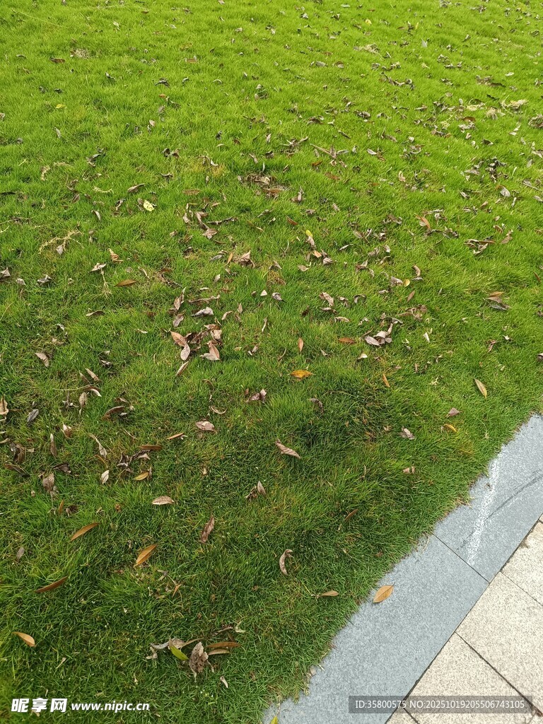 翠绿草坪与边缘石板景观