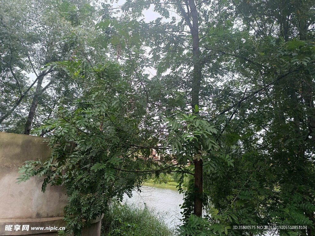 雨中葱郁树林与水域景观
