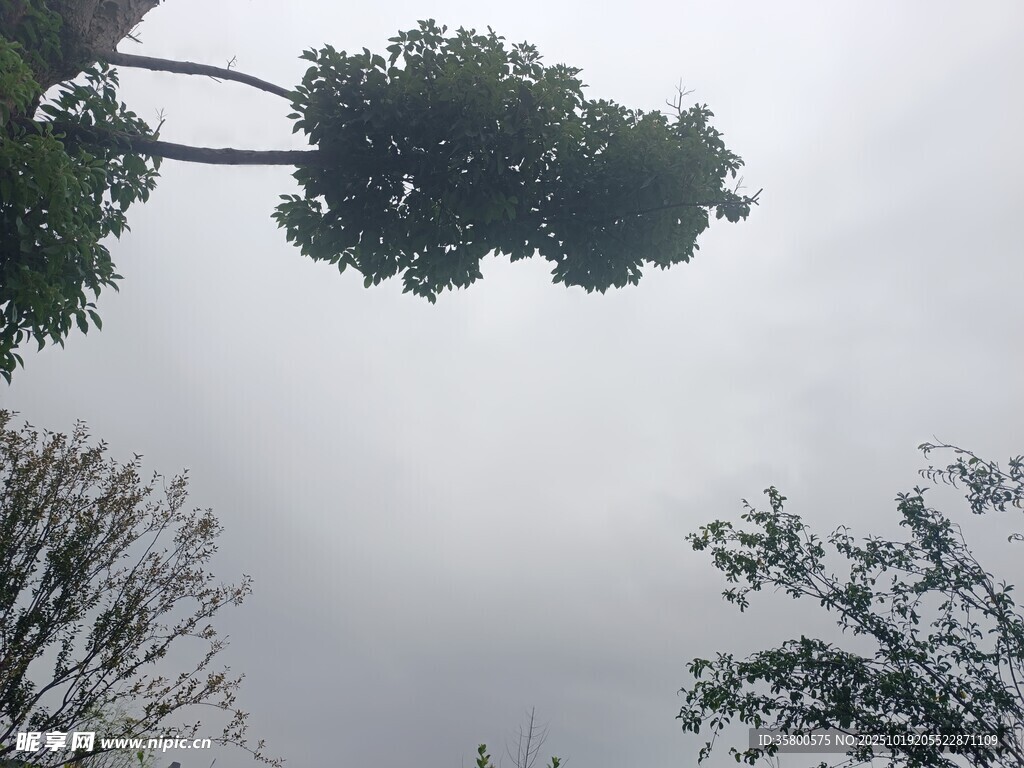 仰视树冠下的天空景象