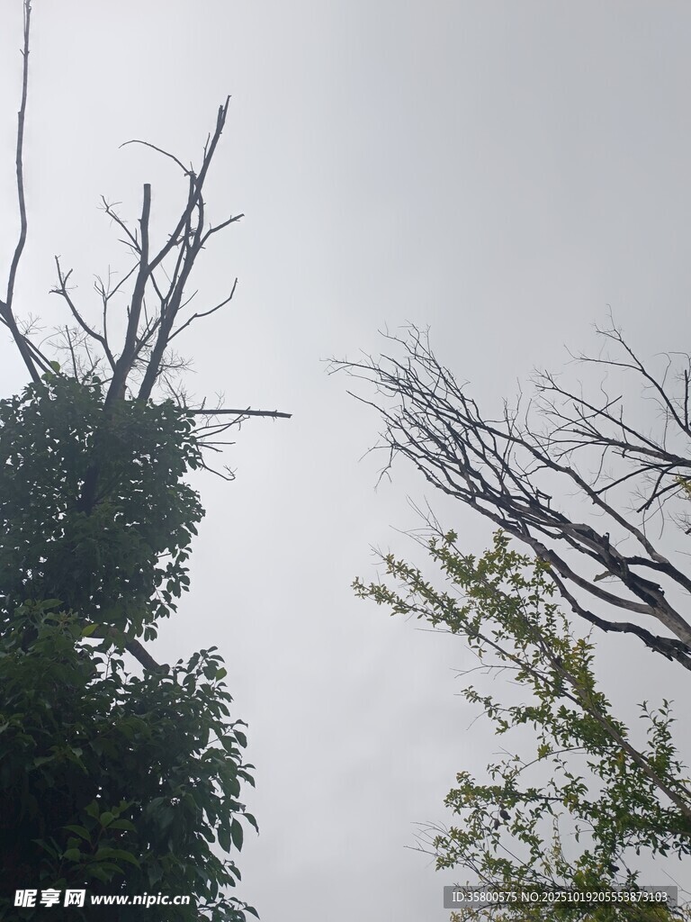 枯树与绿树对比景象