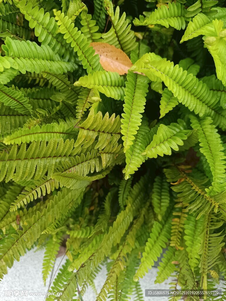 翠绿蕨类植物特写