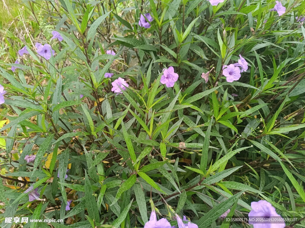 紫色小花绽放于草丛中