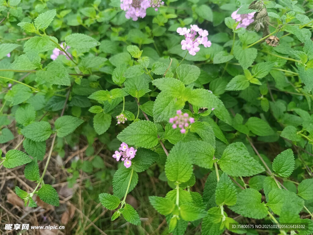 绿叶丛中绽放的粉嫩小花