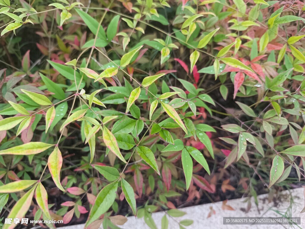 多彩斑斓的观叶植物