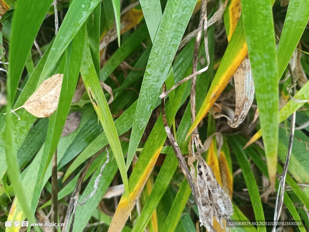 草丛中的隐秘昆虫