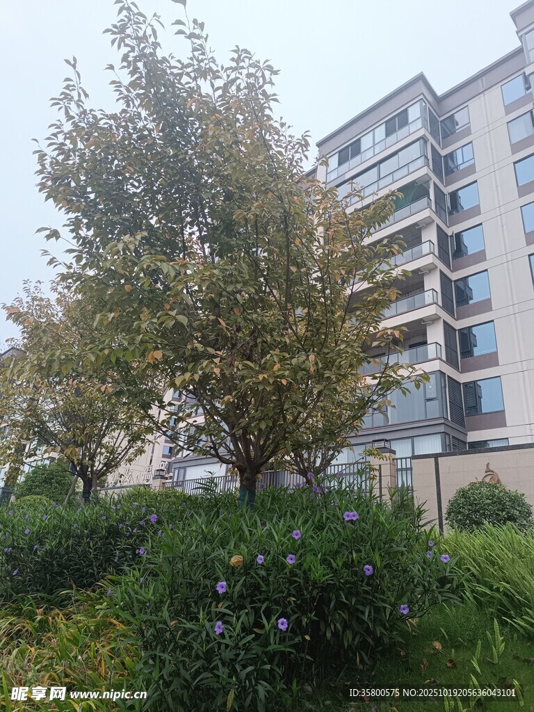 小区绿植旁的多层住宅楼