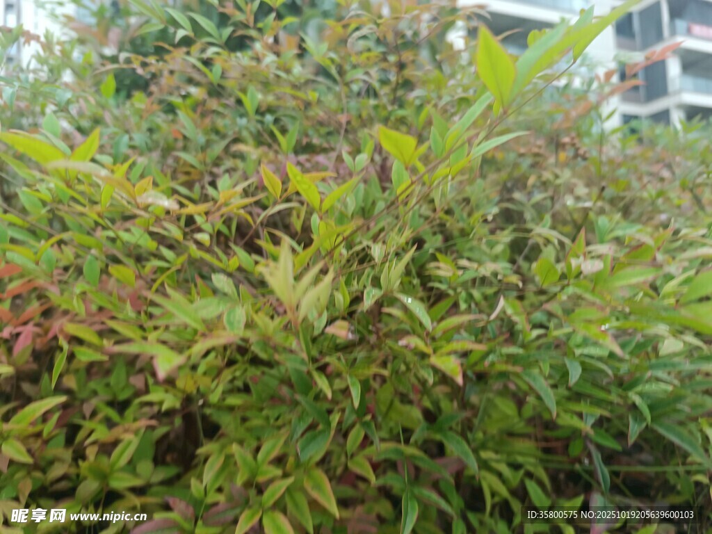 绿叶繁茂的植物景观