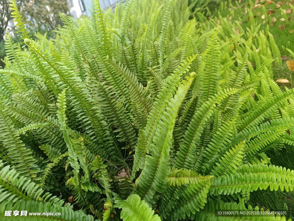 翠绿蕨类植物生机勃勃