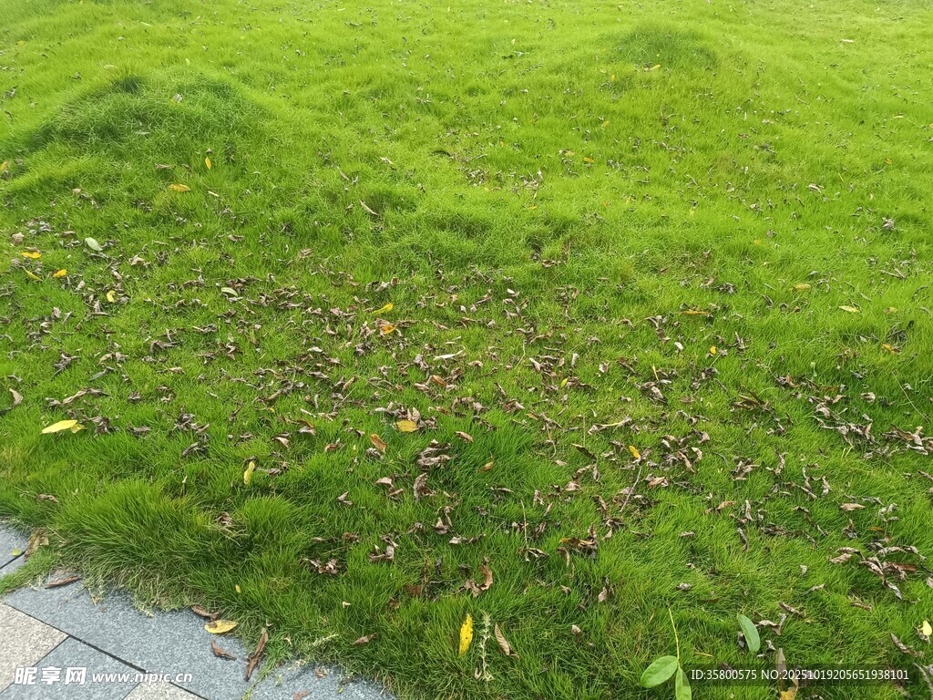 翠绿草坪