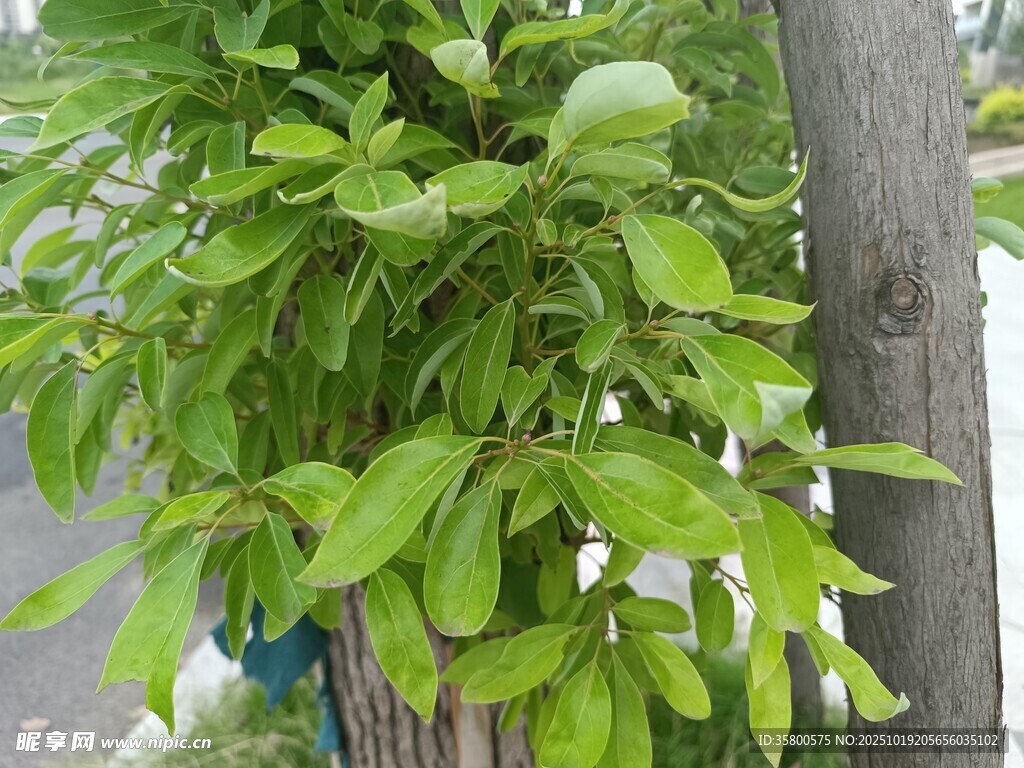 绿叶白花植物特写