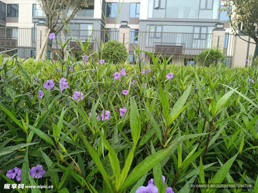 户外繁茂绿植与紫色小花
