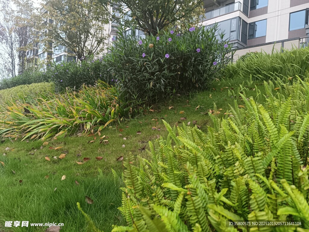 户外绿植景观 