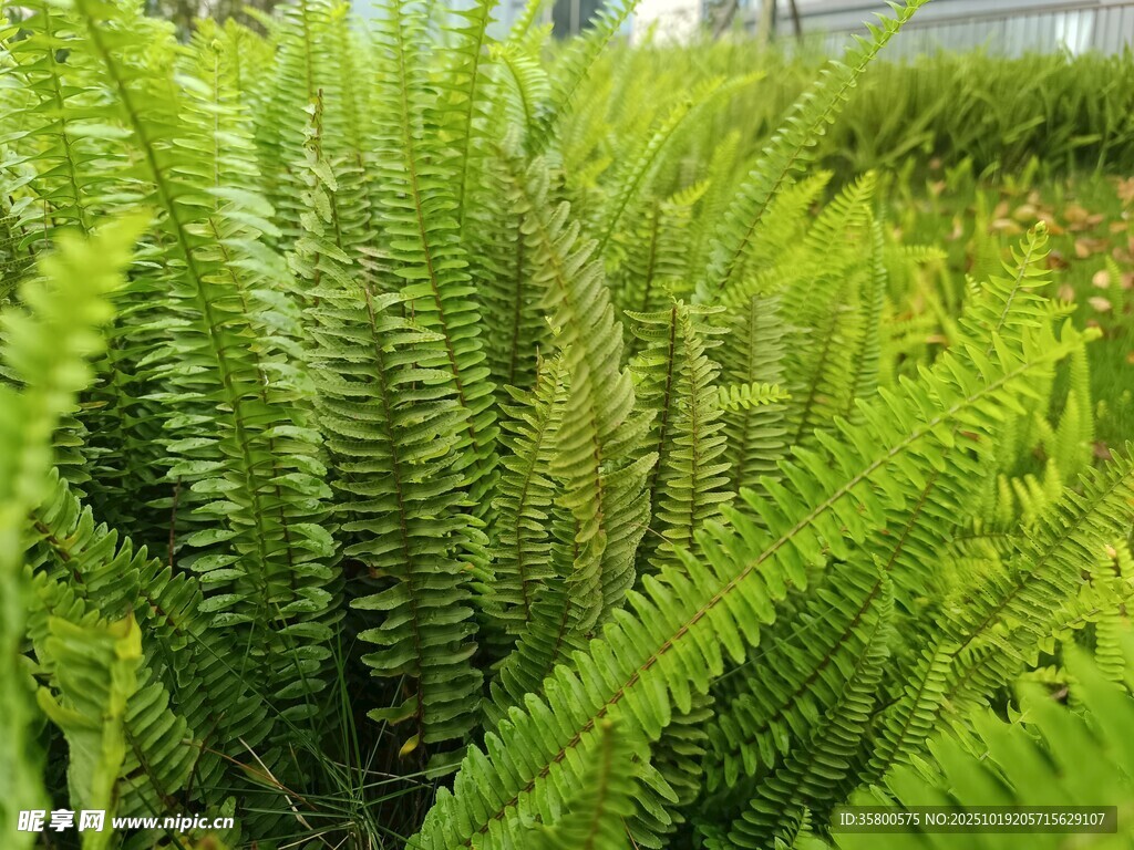 翠绿蕨类植物生机勃勃
