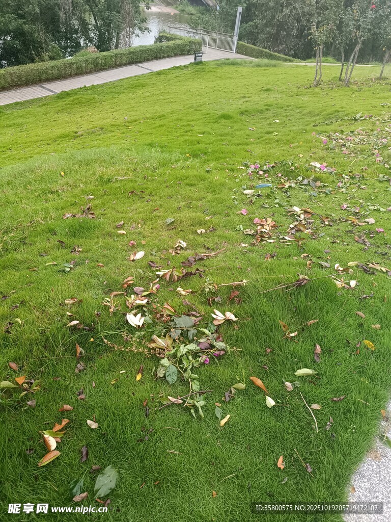 秋日草地落叶景象