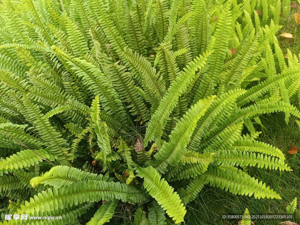 翠绿蕨类植物特写