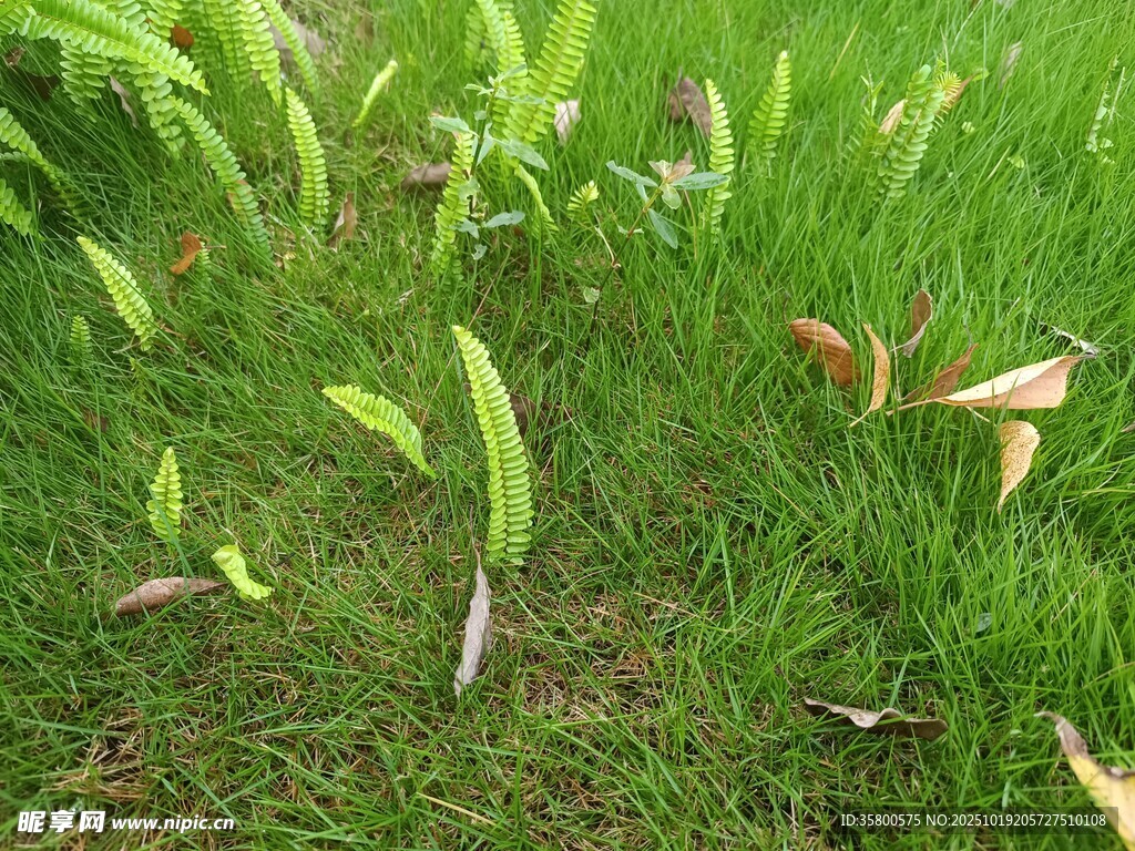草地上的嫩绿植物