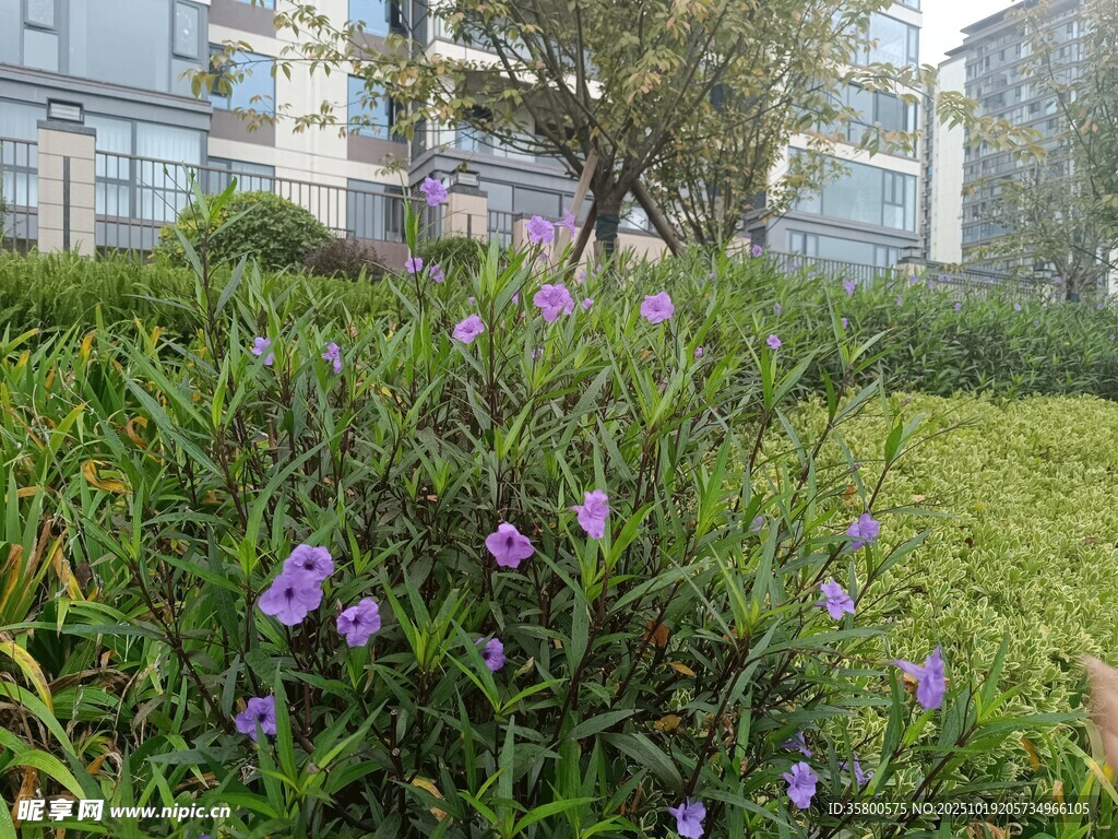 草丛中的紫色小花绽放