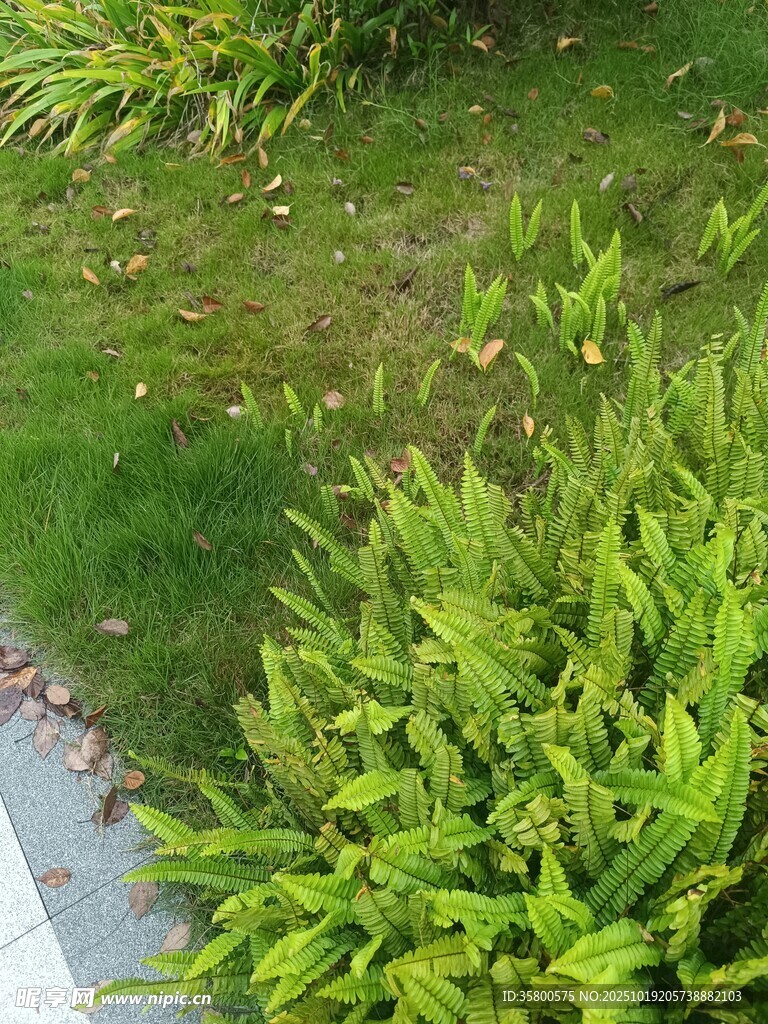 翠绿植物景观