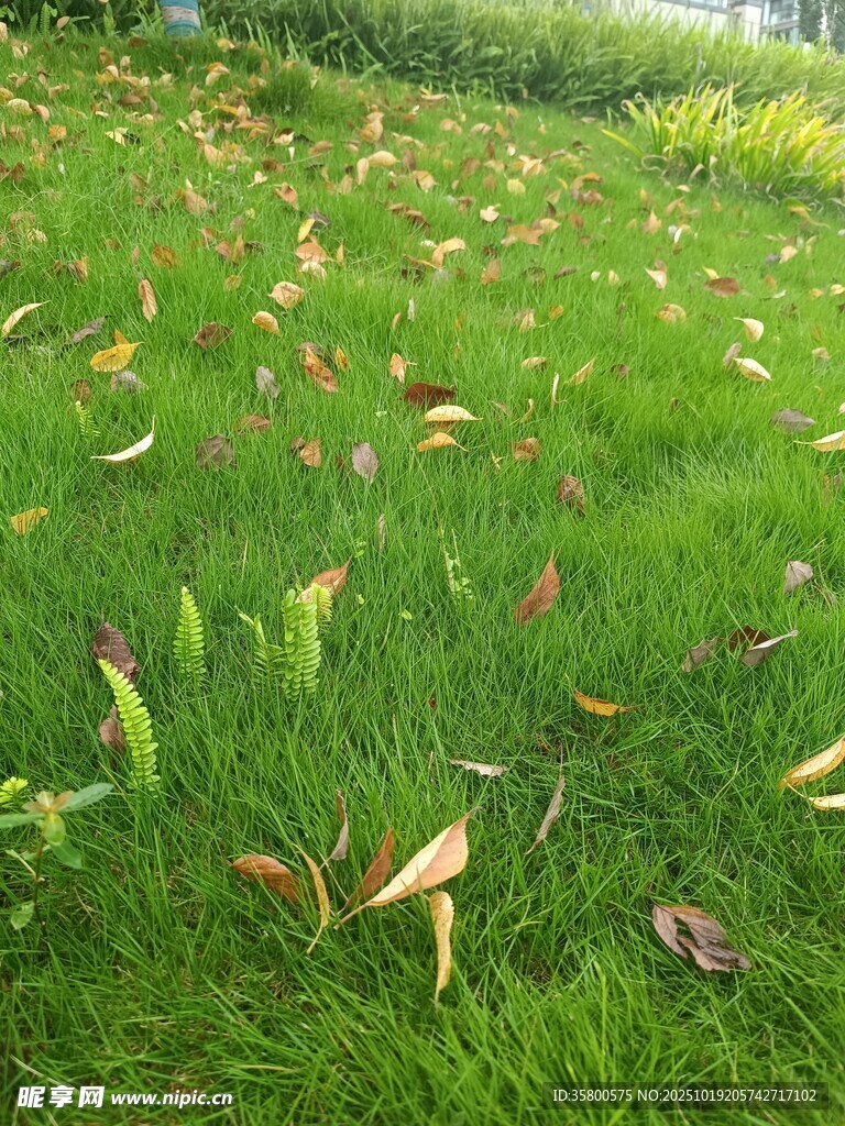 绿草间散落的枯黄树叶