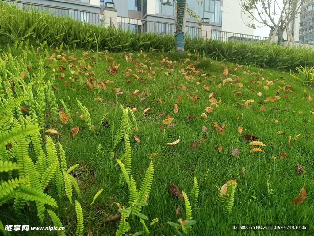 草地中的绿植与落叶