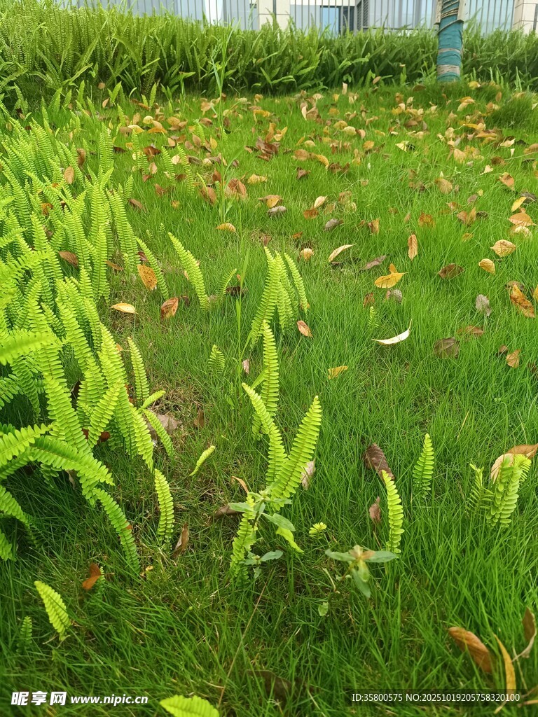 翠绿草地与零星黄叶