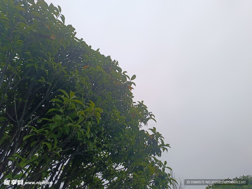 茂密树林 
