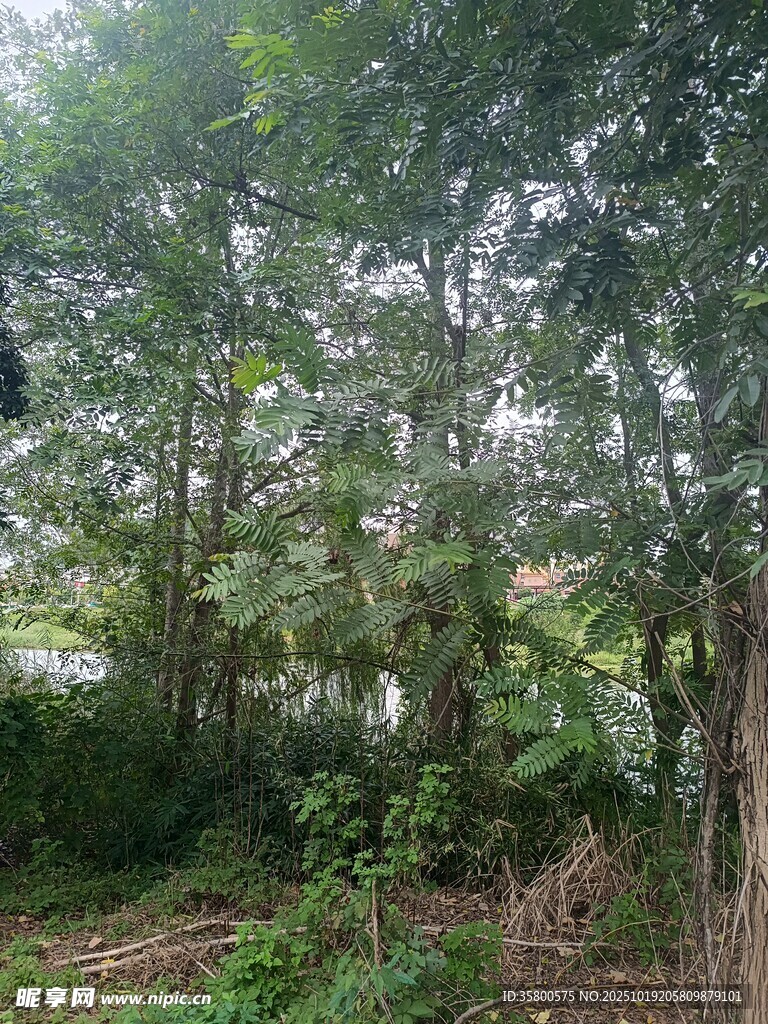 茂密树林中的自然景致
