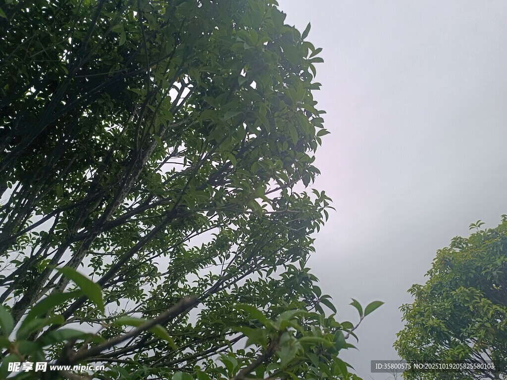 茂密树林 