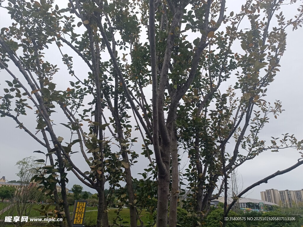 雨中树木景观
