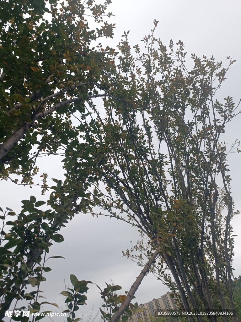 雨中树木与远处建筑景观