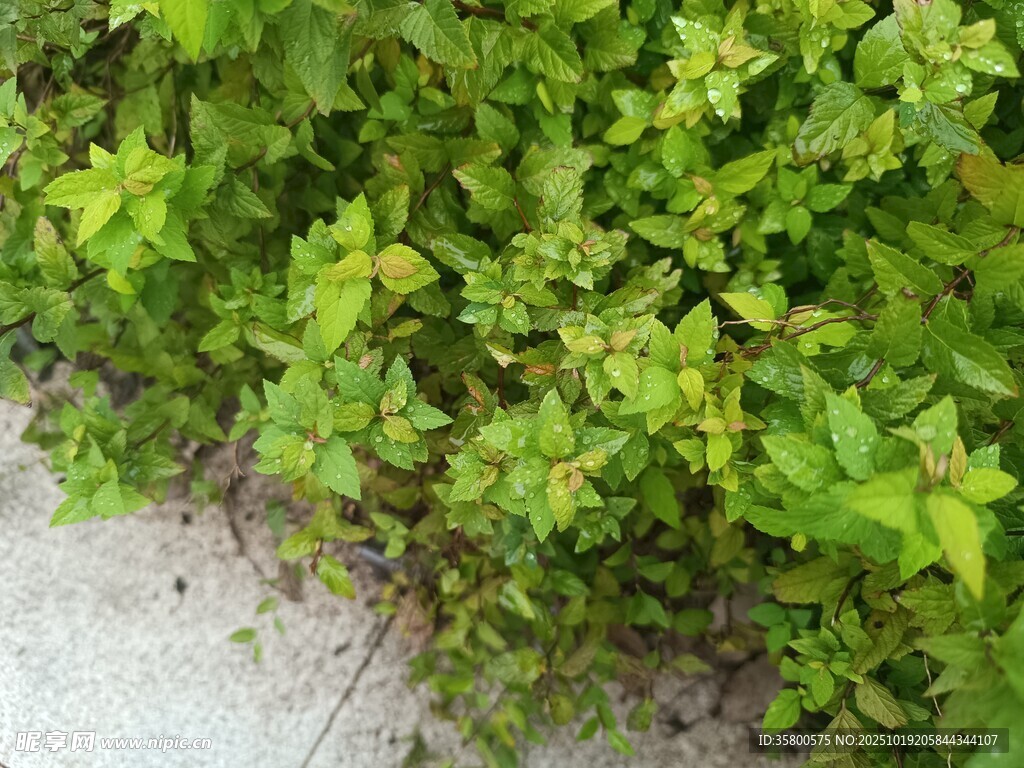 路边翠绿繁茂的丛生植物