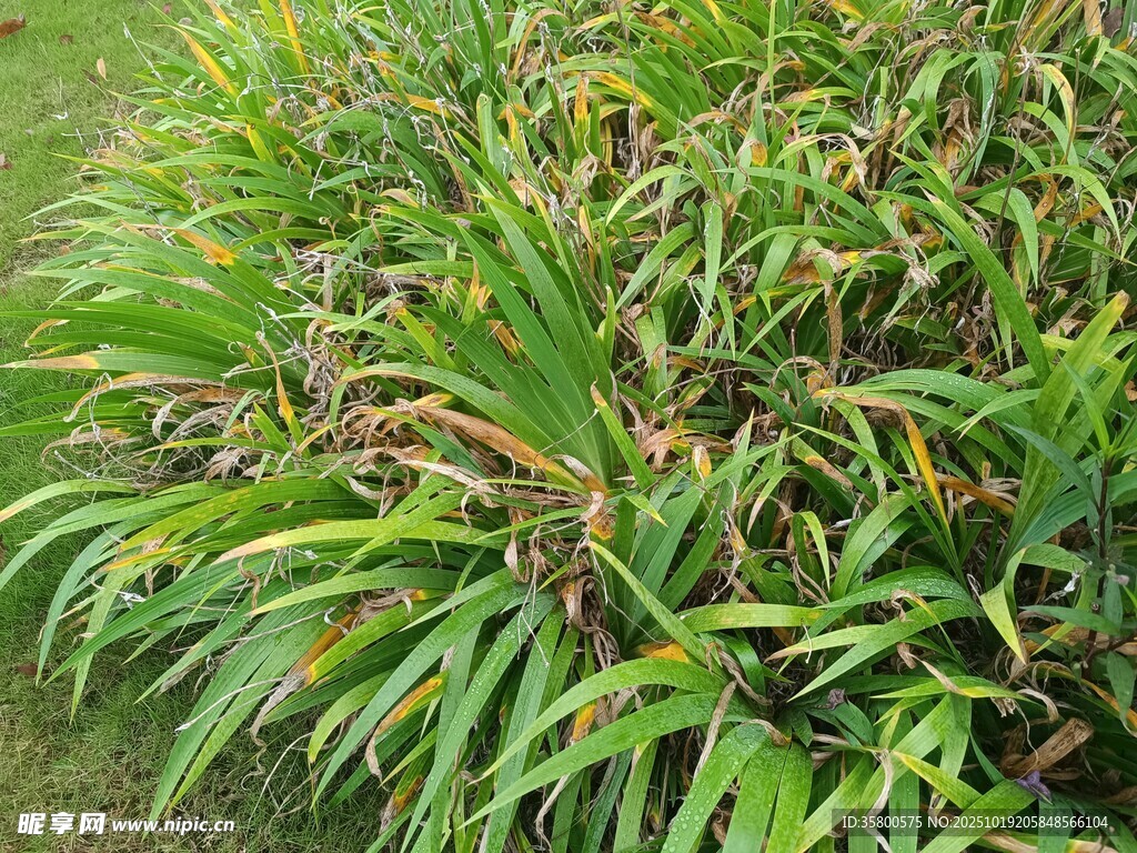 翠绿繁茂的丛生植物