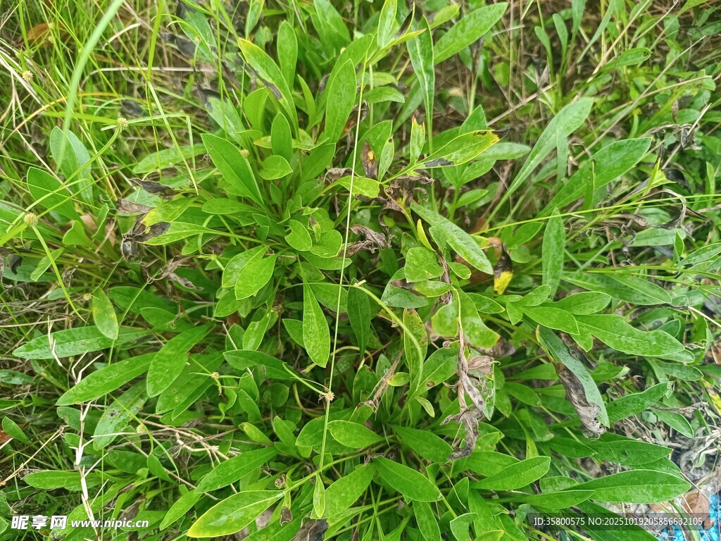 茂盛的绿色植物