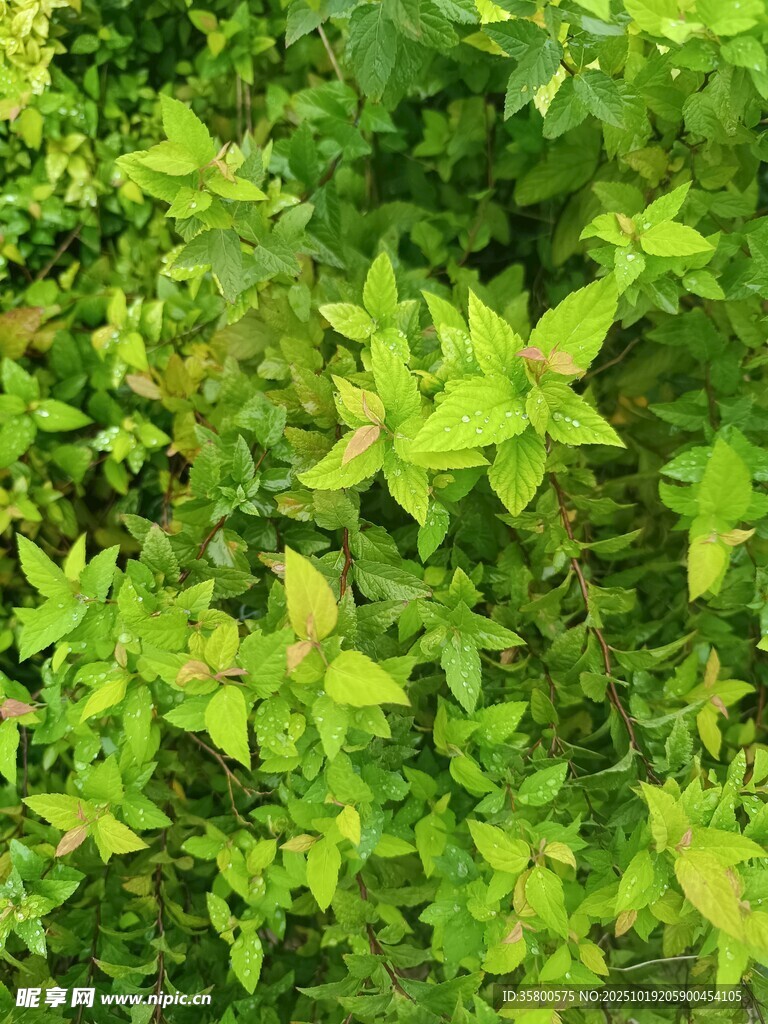 翠绿繁茂的植物叶片