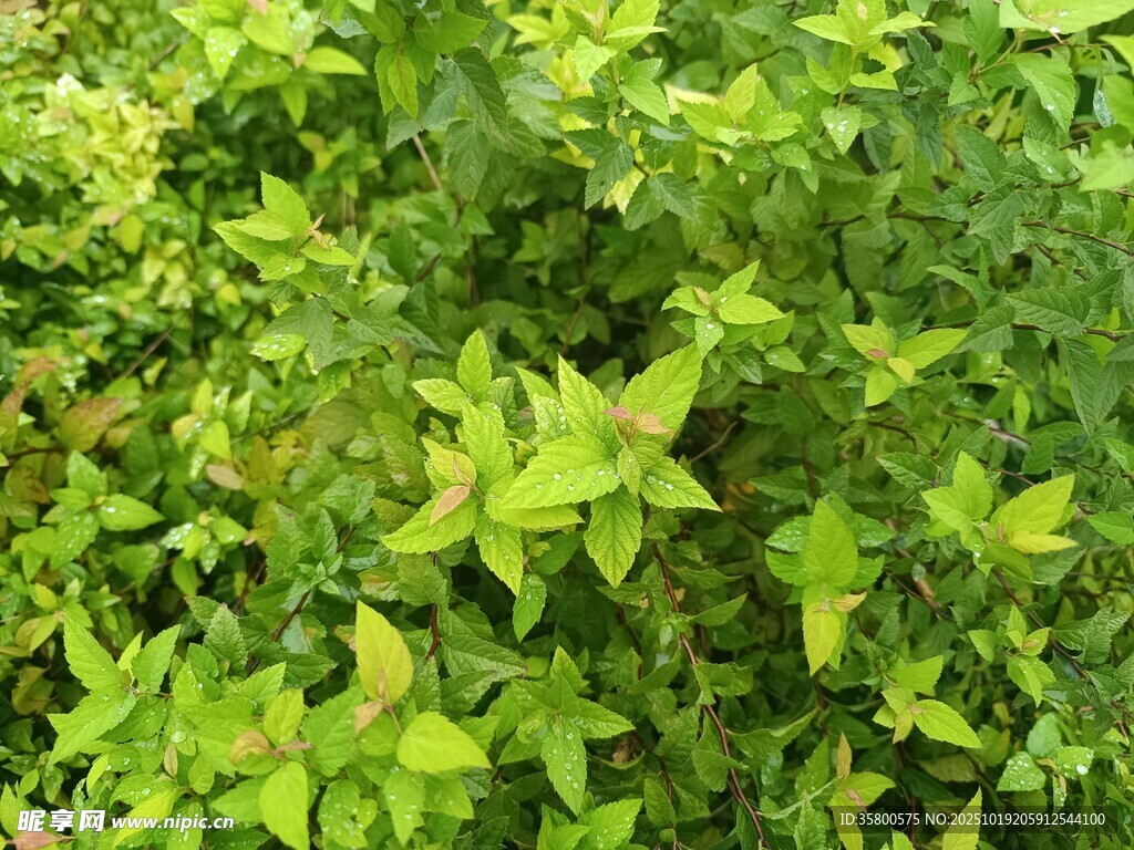 翠绿繁茂的生机植物景观