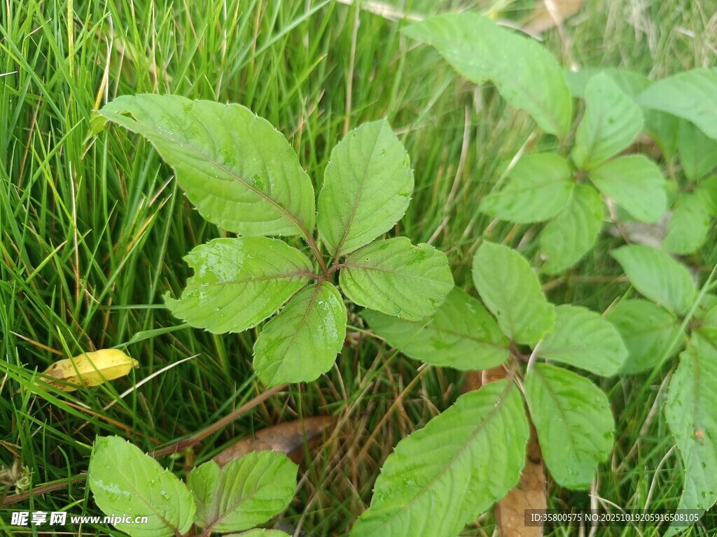 绿叶丛中的生机植物