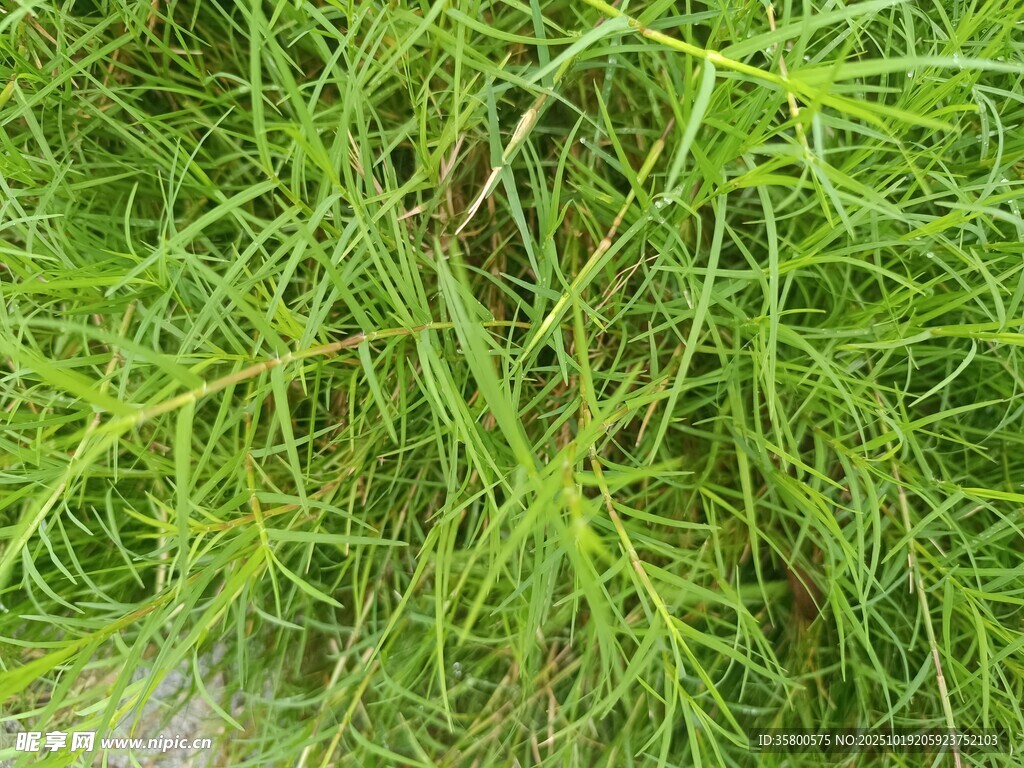 翠绿茂盛的青草