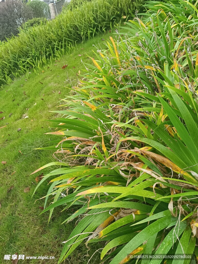 翠绿草地间的斑斓植物