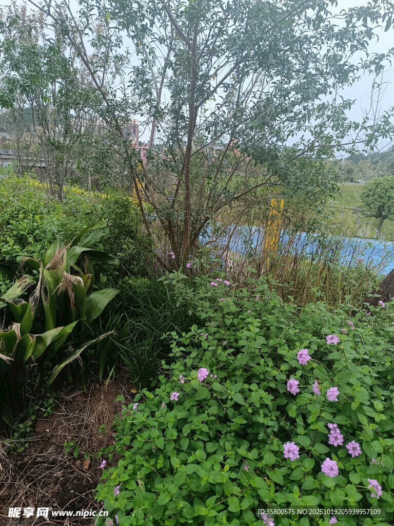 花园中的繁茂绿植与花卉
